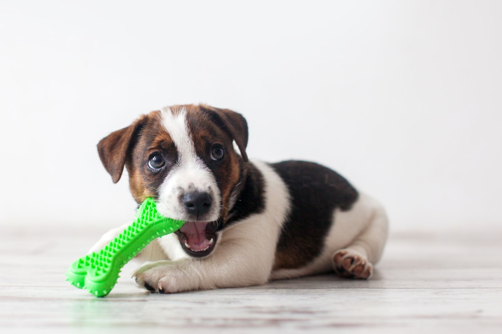 puppy chewing on a toy at an animal hospital in Inman, SC