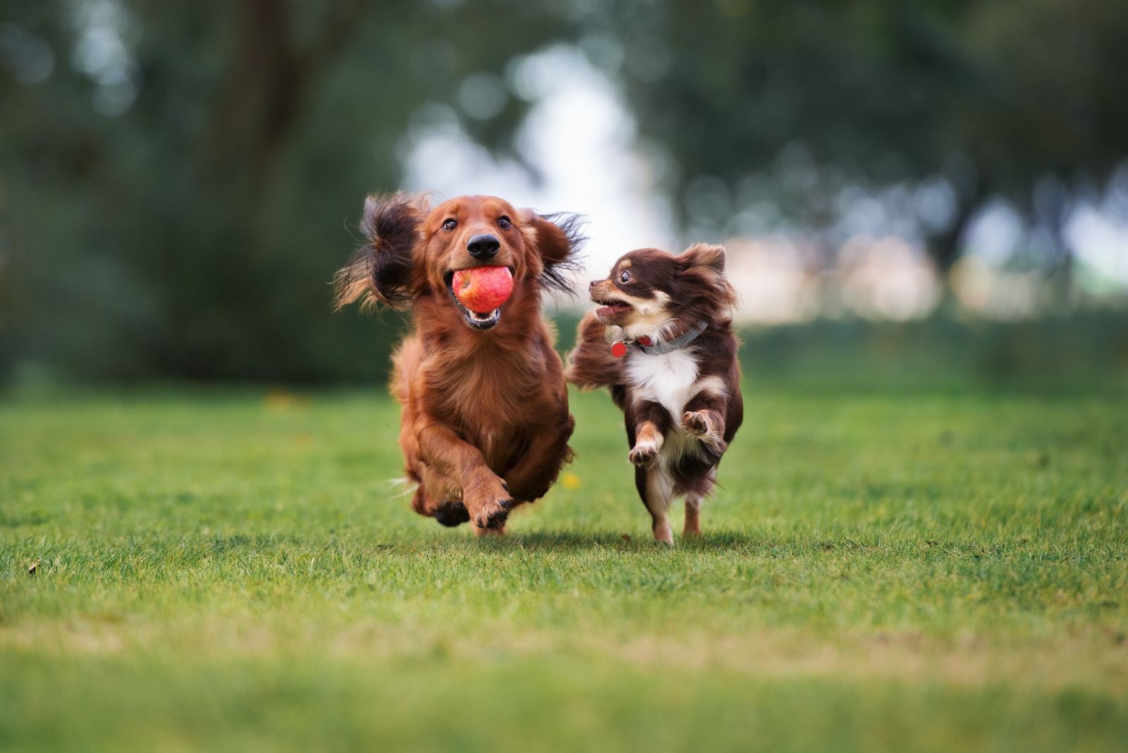 happy dogs running a pet resort in Inman, SC